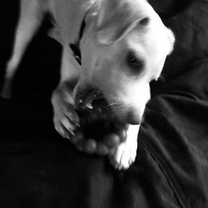 Meet your Posher, Brady